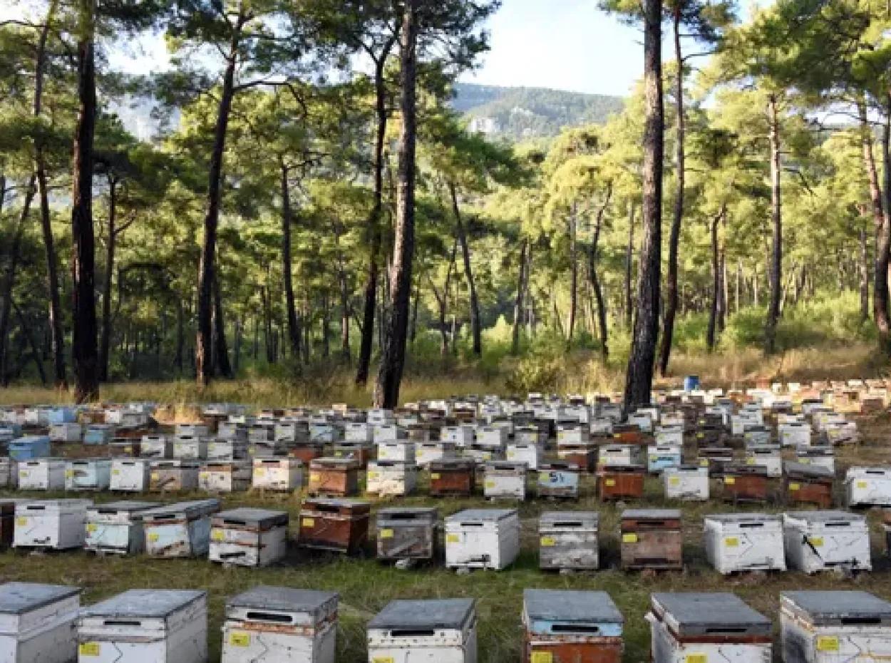 Pine Honey