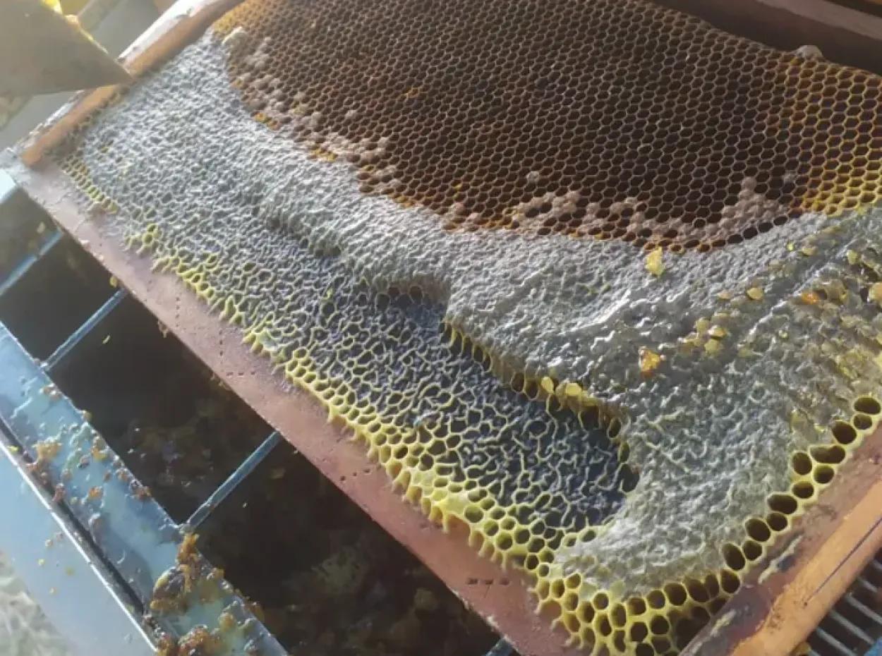 Pine Honey