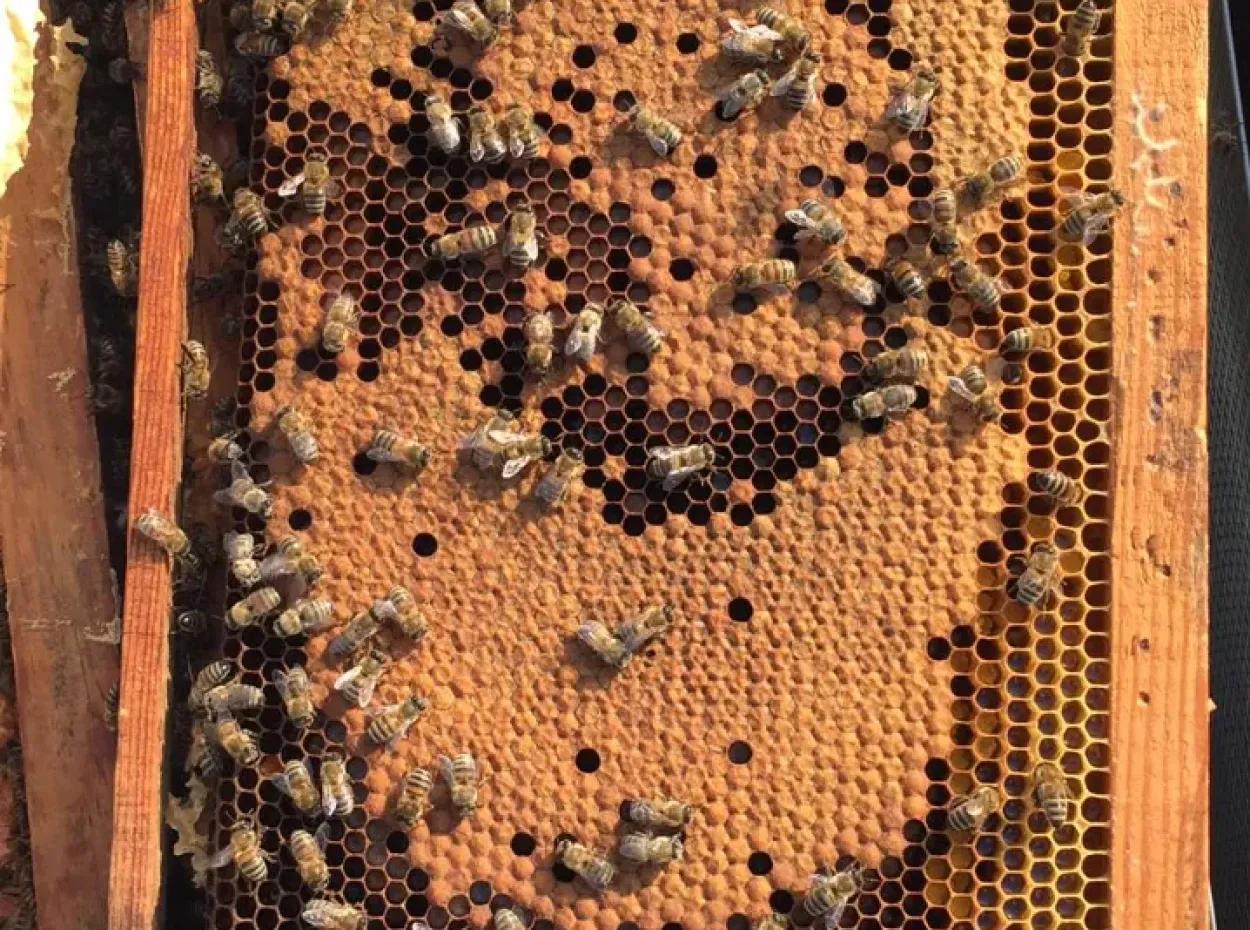 Pine Honey