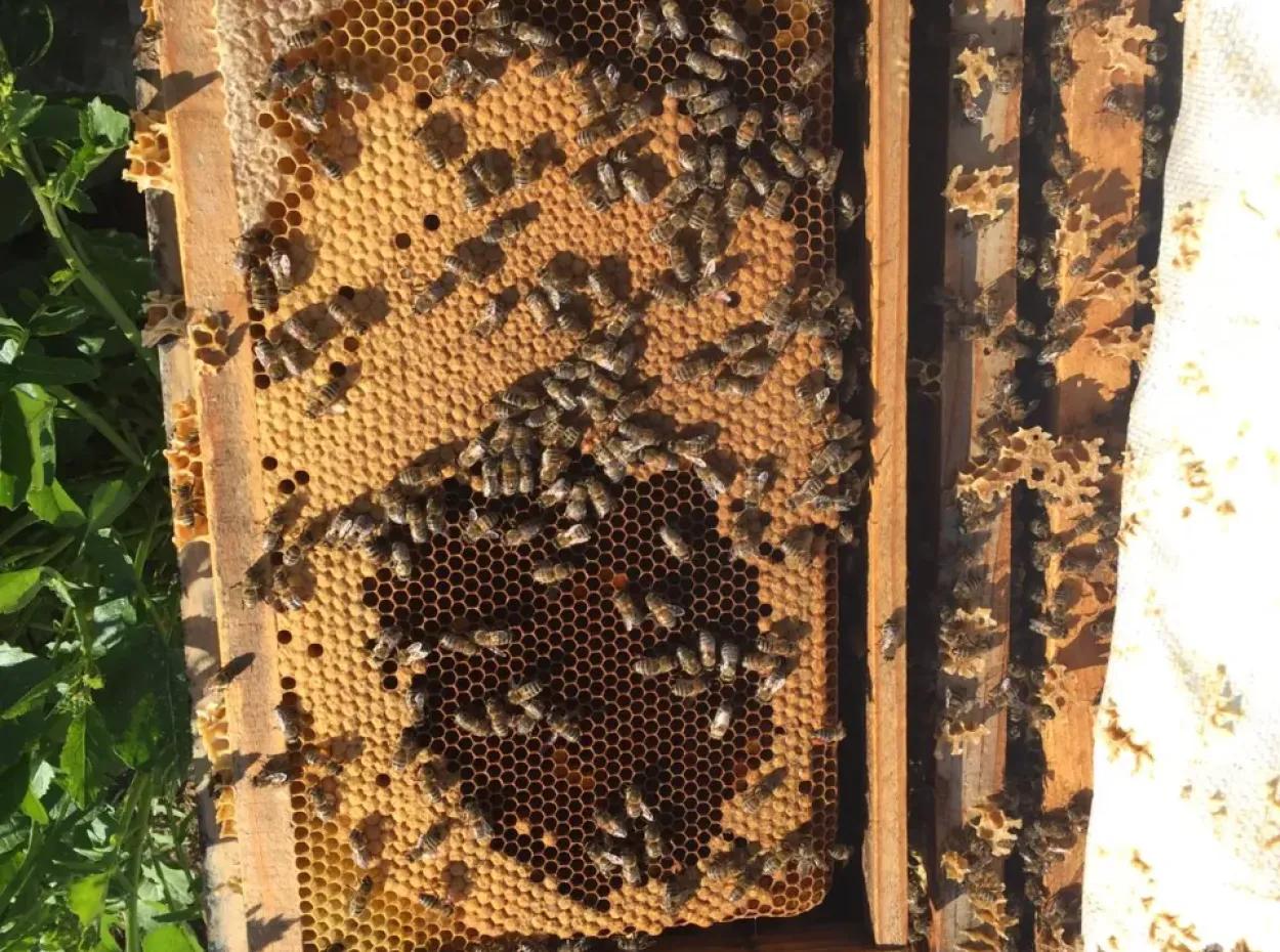 Pine Honey