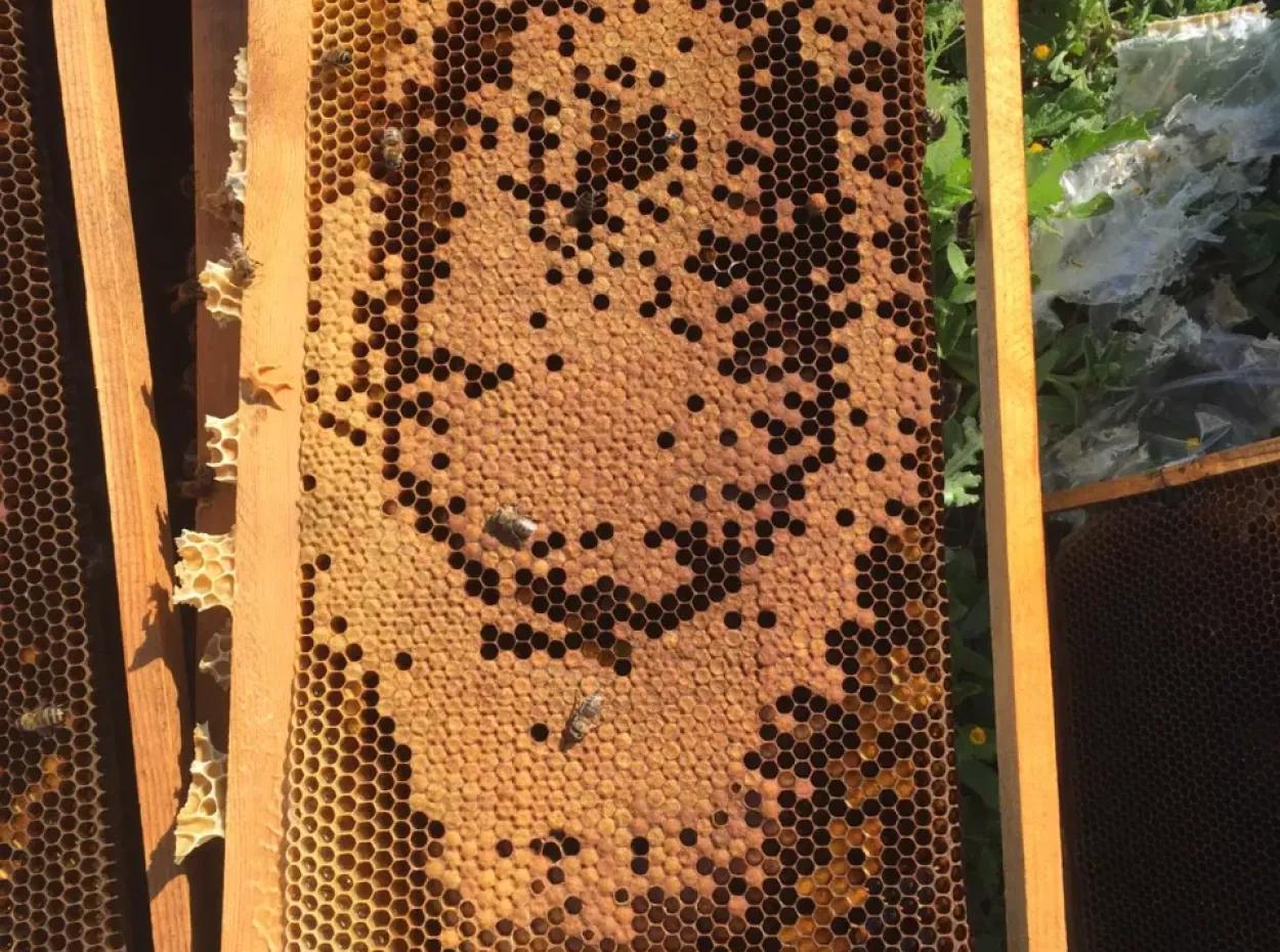 Pine Honey