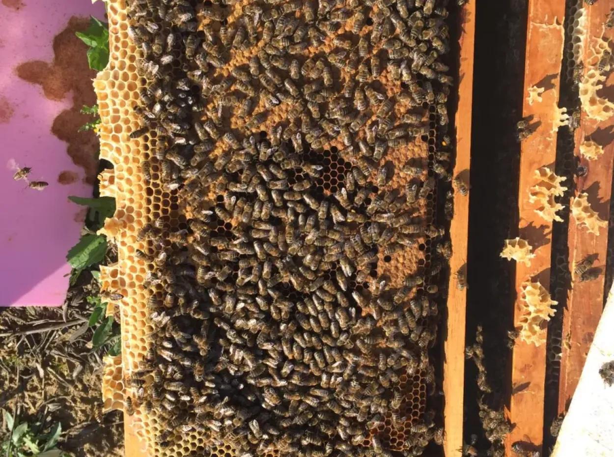 Pine Honey