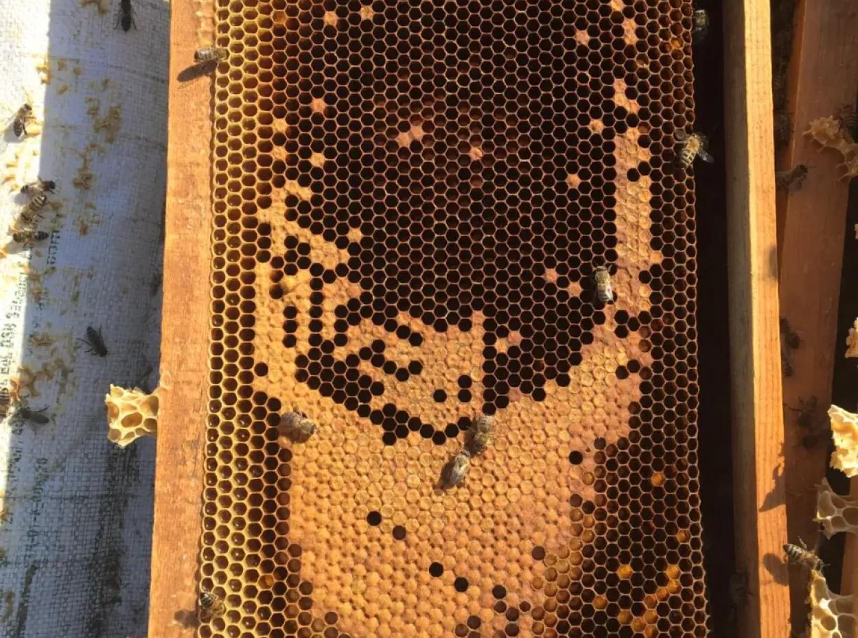 Pine Honey