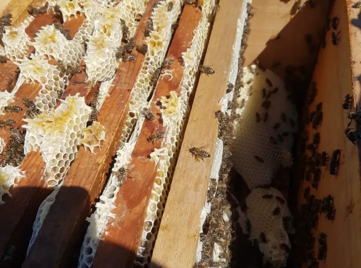 Pine Honey