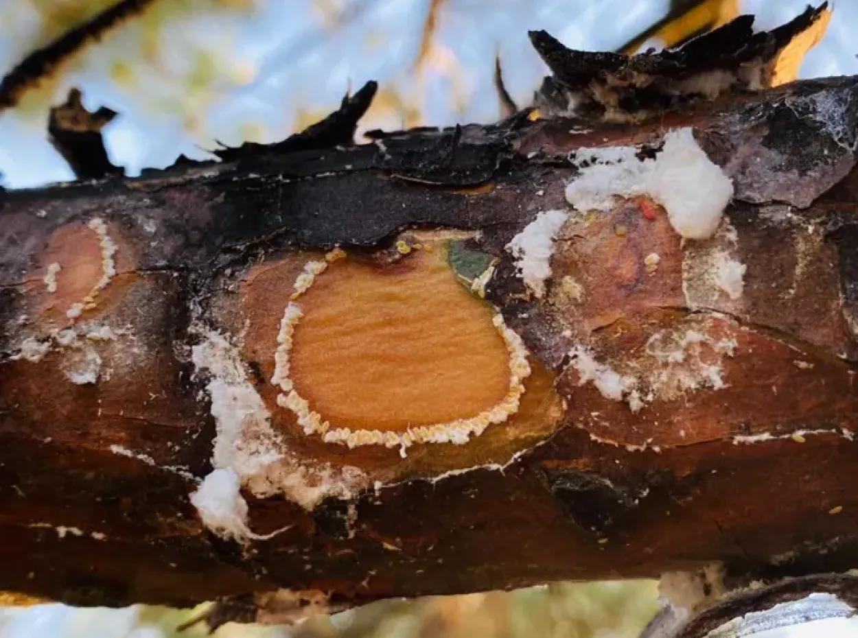 Pine Honey