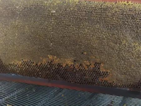 Pine Honey